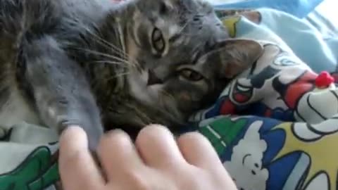 Cat trying to smudge camera lens