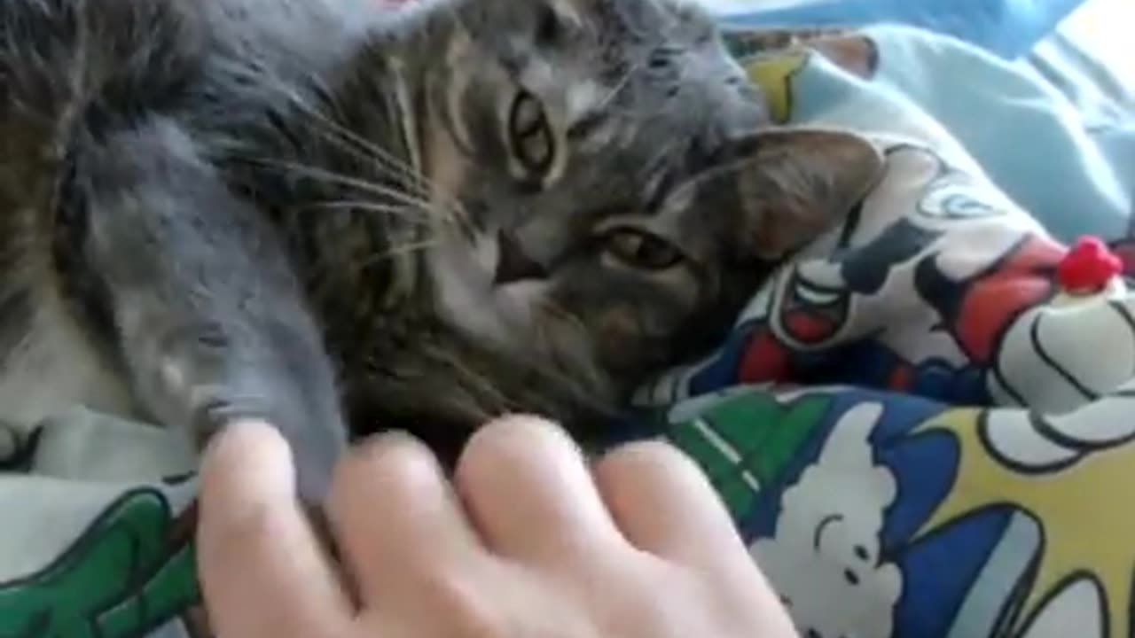 Cat trying to smudge camera lens