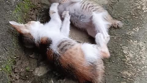 Funny moment cats random 2025