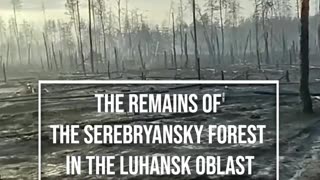 🌲💥 Ukraine Russia War | Devastation in Former Forest Battlefield | RCF