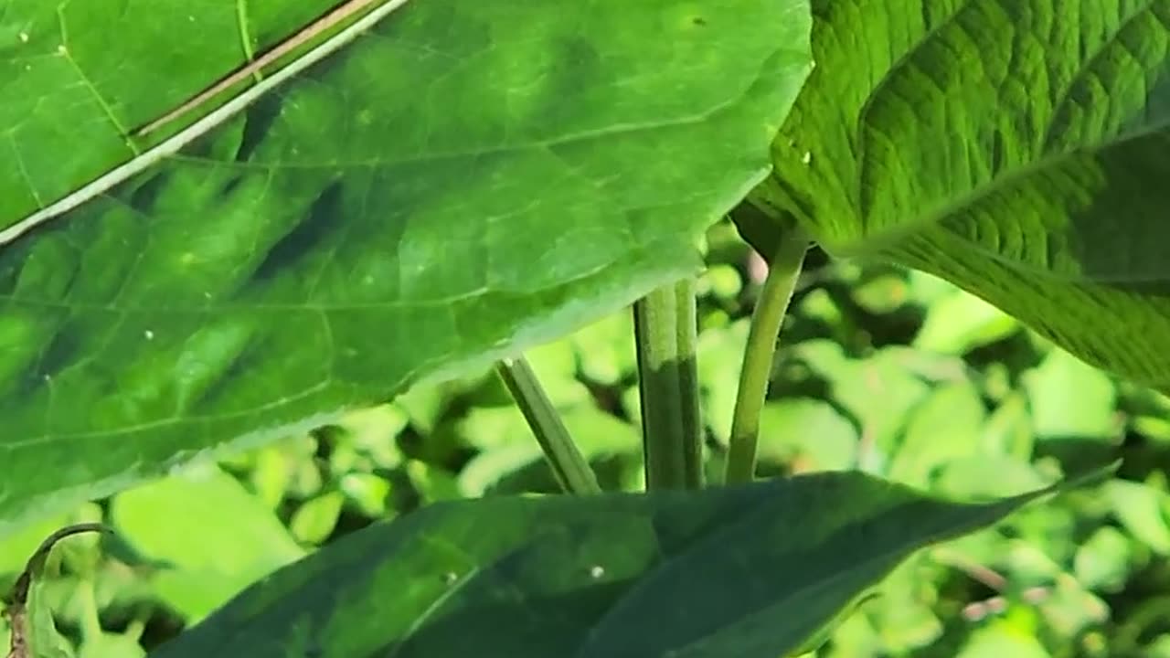 Underpaid farm help