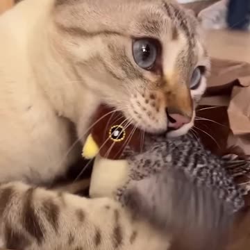 #123 Funniest Cats And Dogs videos 🐶🐱 #funny #animals #cuteanimals