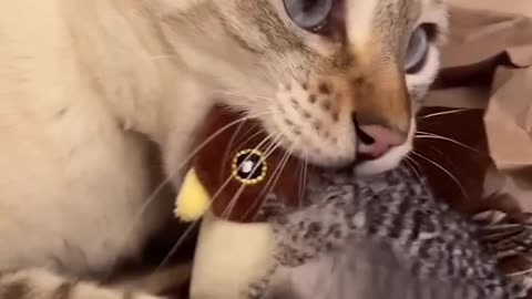 #123 Funniest Cats And Dogs videos 🐶🐱 #funny #animals #cuteanimals