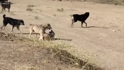 Road Dogs & Fight