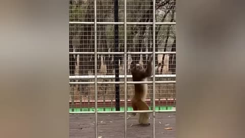 unny Animals That Will Definitely Brighten Your Day