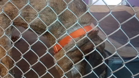 Ares 6y Pet Id 946774 kennel 21 HSSAZ shelter VID_20250503_133754008
