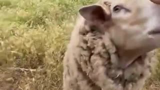 😂🐑 Such a Cute Sheep! | FunFM