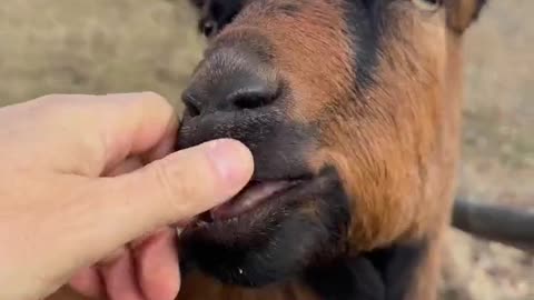 When Goats Attack… Your Fingers! 🐐🥰#goats #goatlife #packgoats #cutegoats