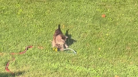 😹🐈 You Won't Believe Your Neighbors Spotted Your Indoor Cat! | FunFM