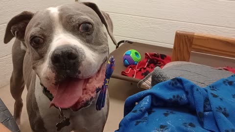 Sheldon 9y A859258 in foster now, needs forever adoptin home very vocal but him & I groove2025831285