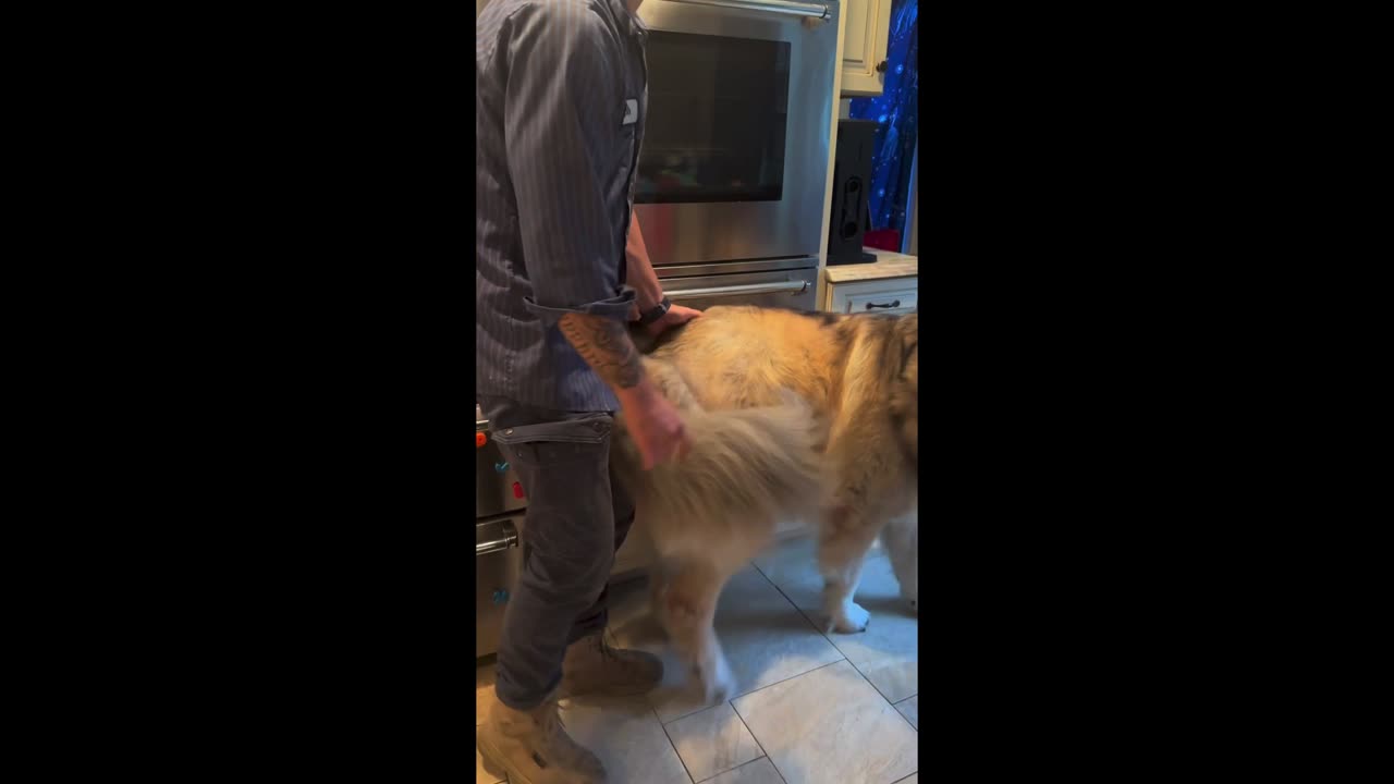 Guard Dog Loves Dad Climbing Through Window