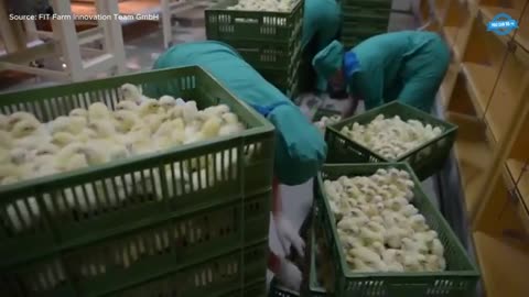 How 65 Billion Chickens Are Raised & Processed Every Year. Super Fast Chicken Meat Processing Plant