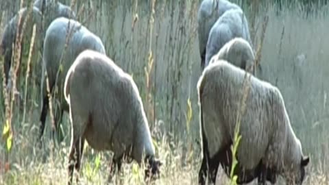 sheep