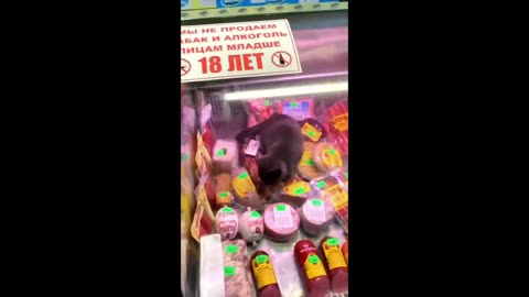 Cute Cat Compilation