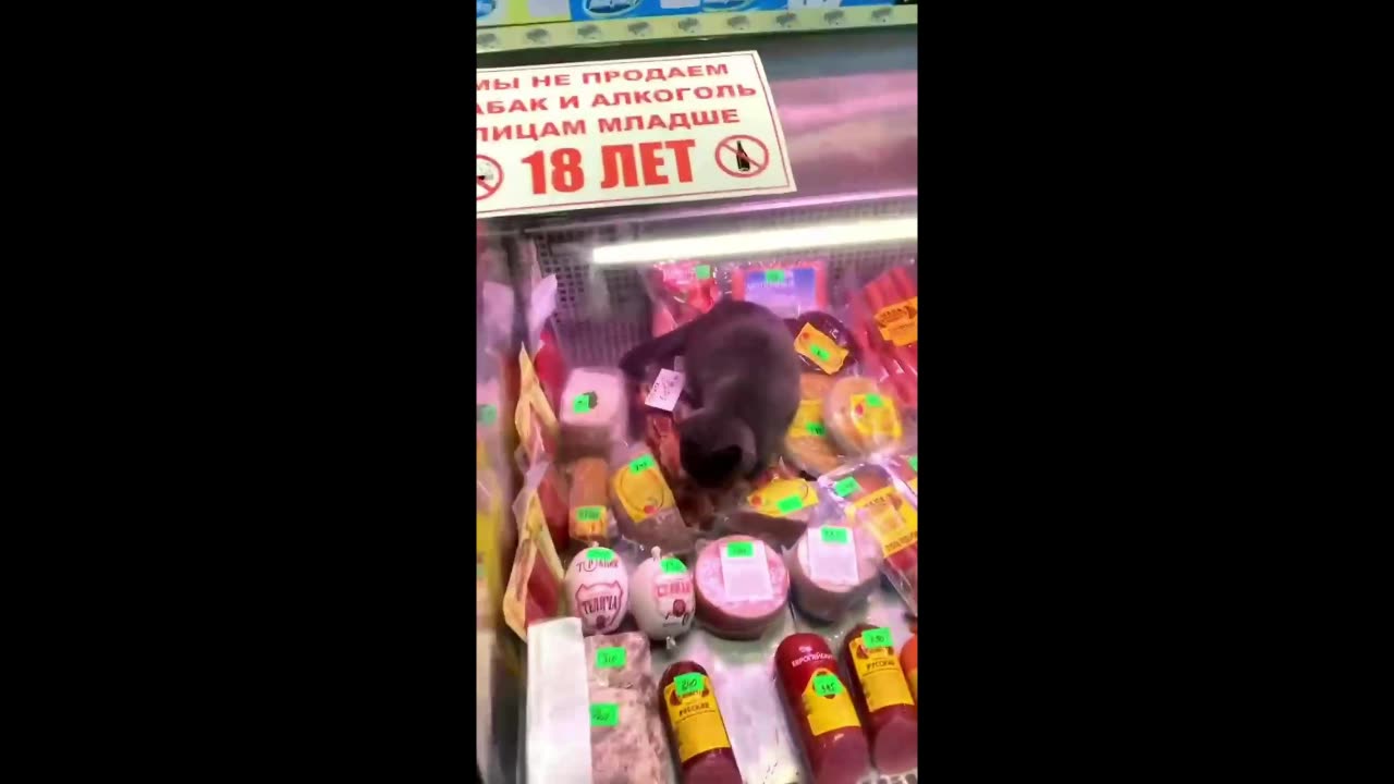 Cute Cat Compilation