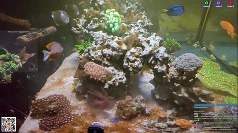 24/7 Real Live Reef Stream