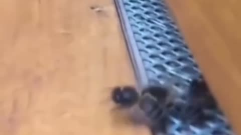 🤯✨ The Surprising Truth About Bees' Flying Skills! You Won't Believe It | FeedMyCuriosity