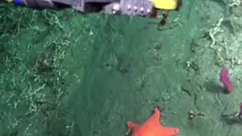 🤣🌊 Broadcasting Live from the BOTTOM of the Argentine Sea - You Won't Believe This! | FunFM