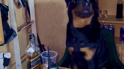 Rottweiler Sitting Like a Mafia Boss