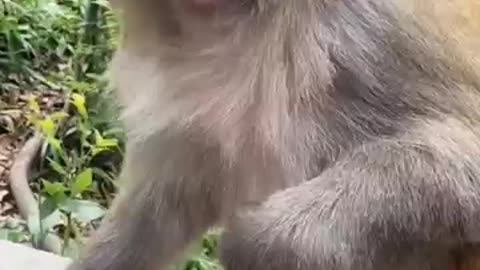 Cute_funny_animal__funny_animals__animal_sound__funny__shortsfeed__ytshorts__youtubeshorts