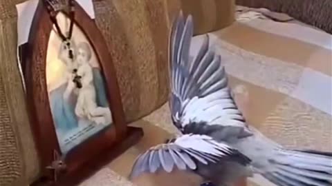 A Cockatoo Bows Before the Queen of Heaven | Even the Animals Know Our Lady 🕊️👑