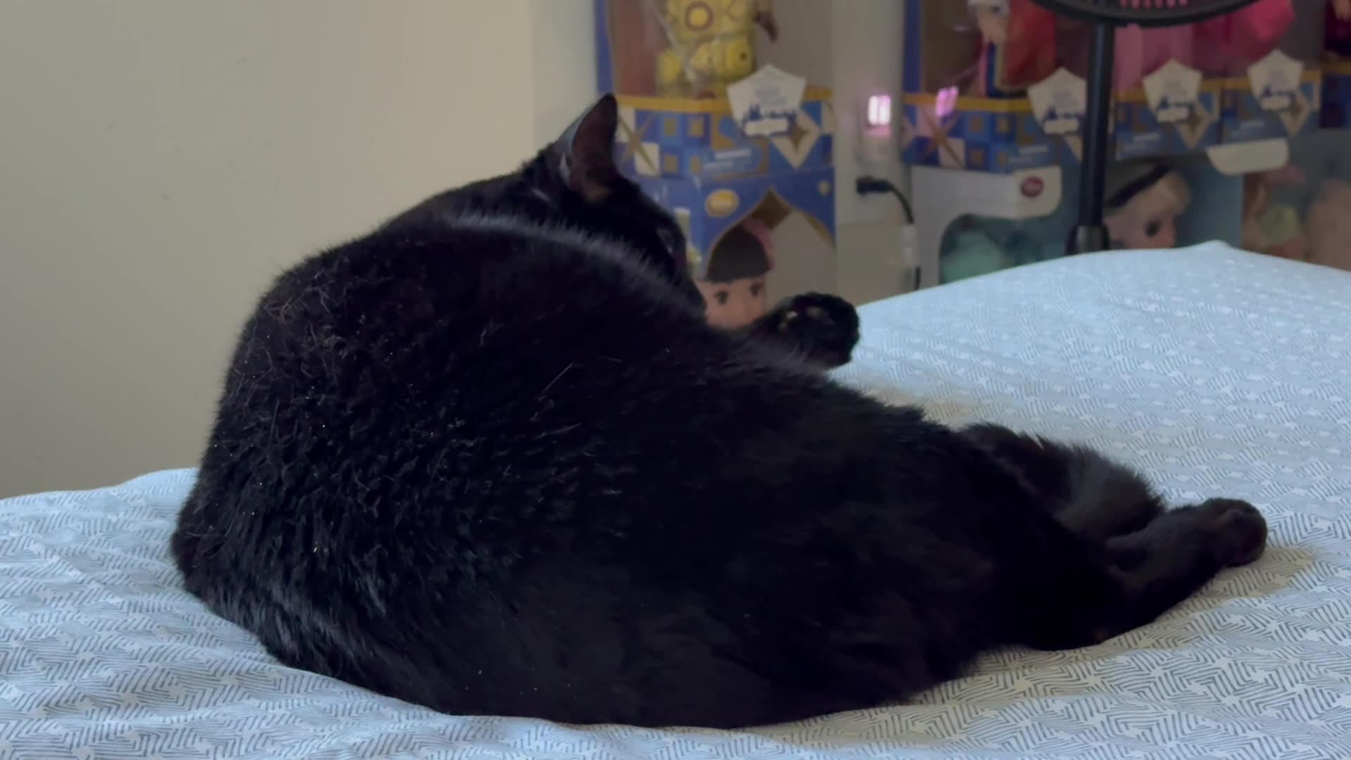 7/31/25 Piper Thoughts - My Adopted Shelter Cat Vlog