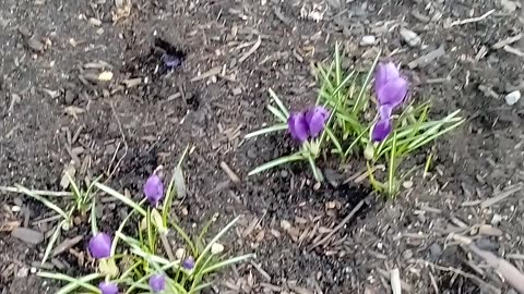 Crocuses Are Out!!! March 19 2025