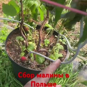 Raspberry picking in Poland