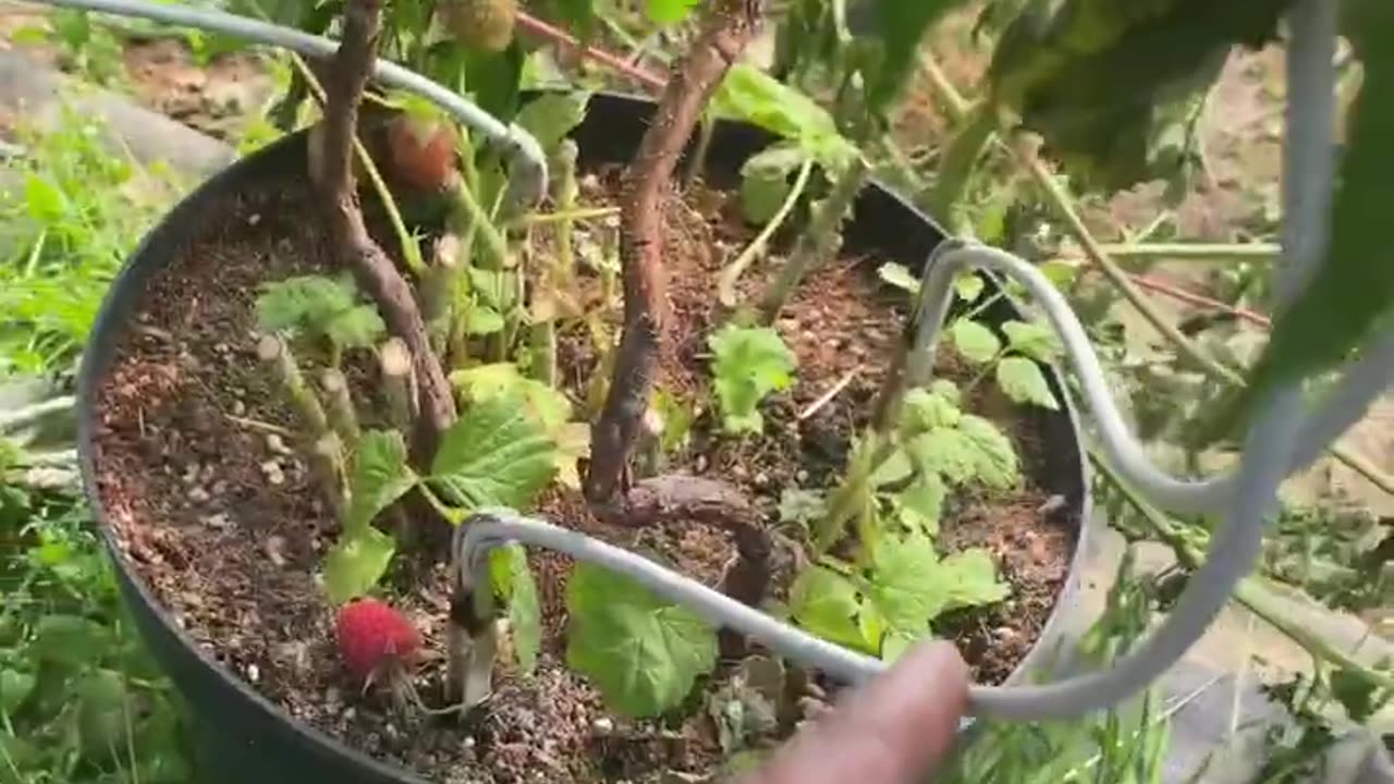 Raspberry picking in Poland