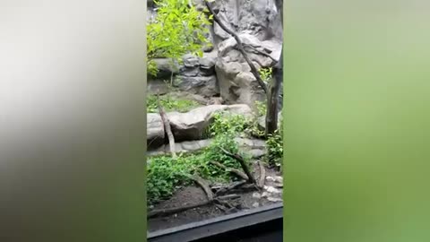 Adorable babies meeting animals in zoo and village