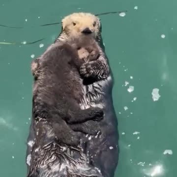 Mom and baby otter