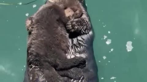 Mom and baby otter