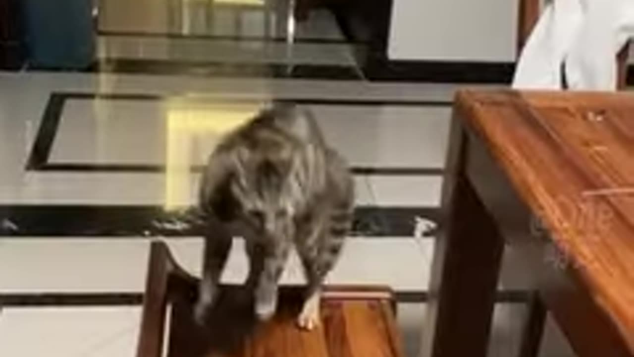 funniest animals