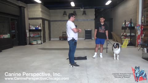 How To Socialize A Human Aggressive/Reactive Australian Shepherd With E-Collar
