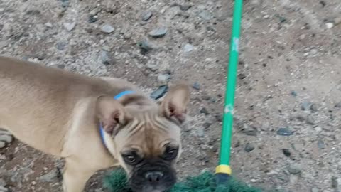 My Favorite Toy