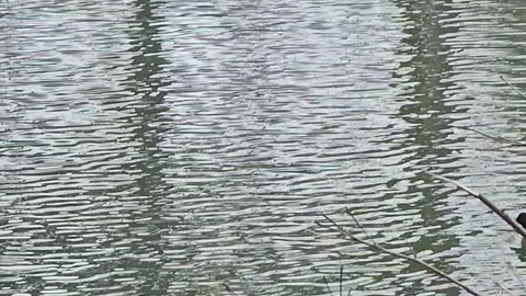 Priory park pond southend on sea essex 🐟