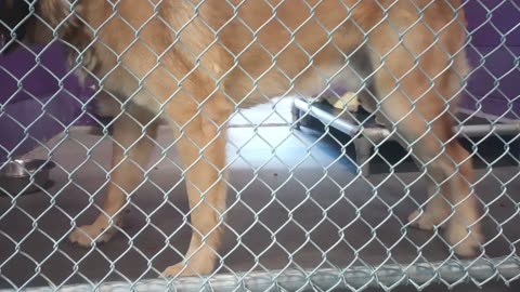 Karlo Gus 4y Pet Id 948033 kennel 19 HSSAZ shelter just testing waters, he's not barker20250711_182