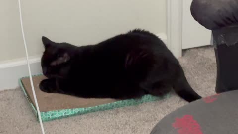 Cute Precious Piper Makes the Office Feels Peaceful - Adopting a Cat from a Shelter Vlog