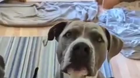 Dogs I LOVE YOU