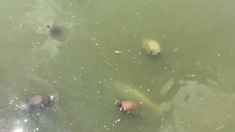 Carp and a snapping turtle.