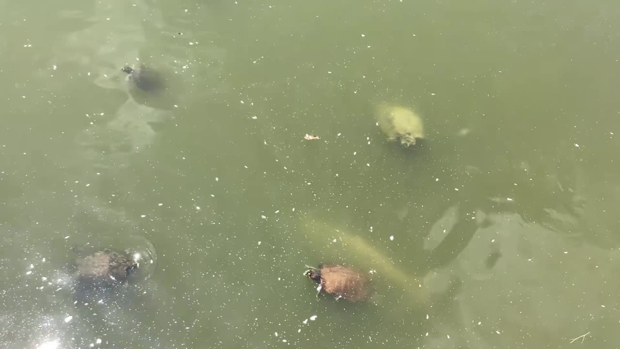 Carp and a snapping turtle.