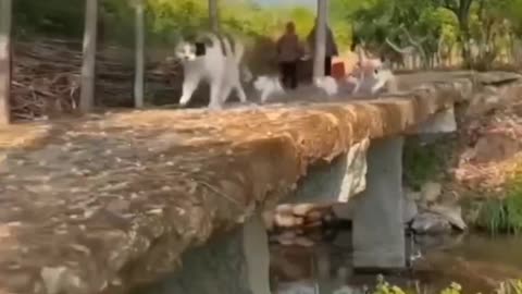 Meme-Worthy Kitties Doing Adorable Things! 😻🔥