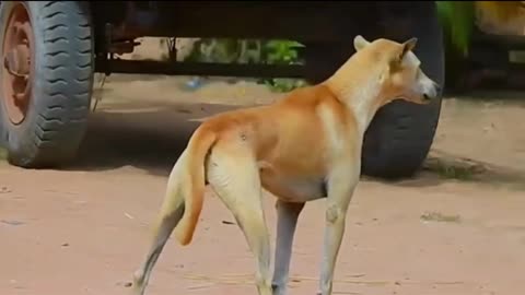 Tiger vs Dog's comedy Videos 🤣 so cute videos 😍