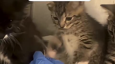 The cat splashes water to defend itself