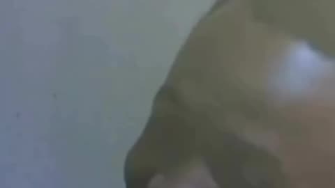 HOW TO SCAM PEOPLE ONLINE