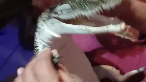 Tiny Crocodile Adorably Babied🐊!!!