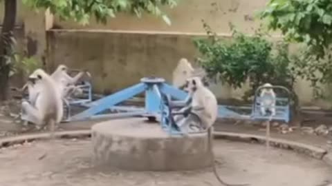 Funny 😂🤣 video of monkey 🐒