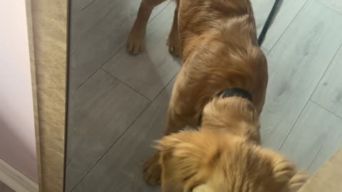 Golden Puppy Gives Reflection Friendly Boops
