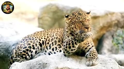 animals