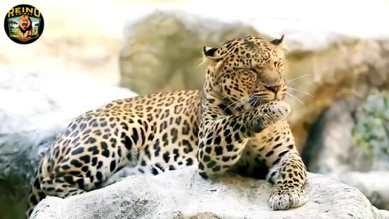 animals